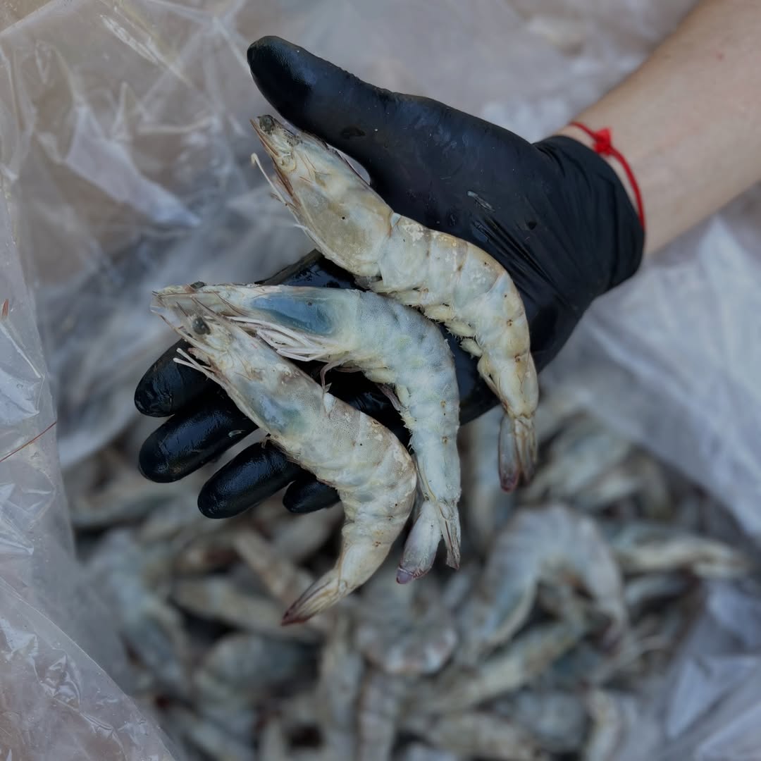 Креветка тигровая 30/40 с/х с/м 1кг