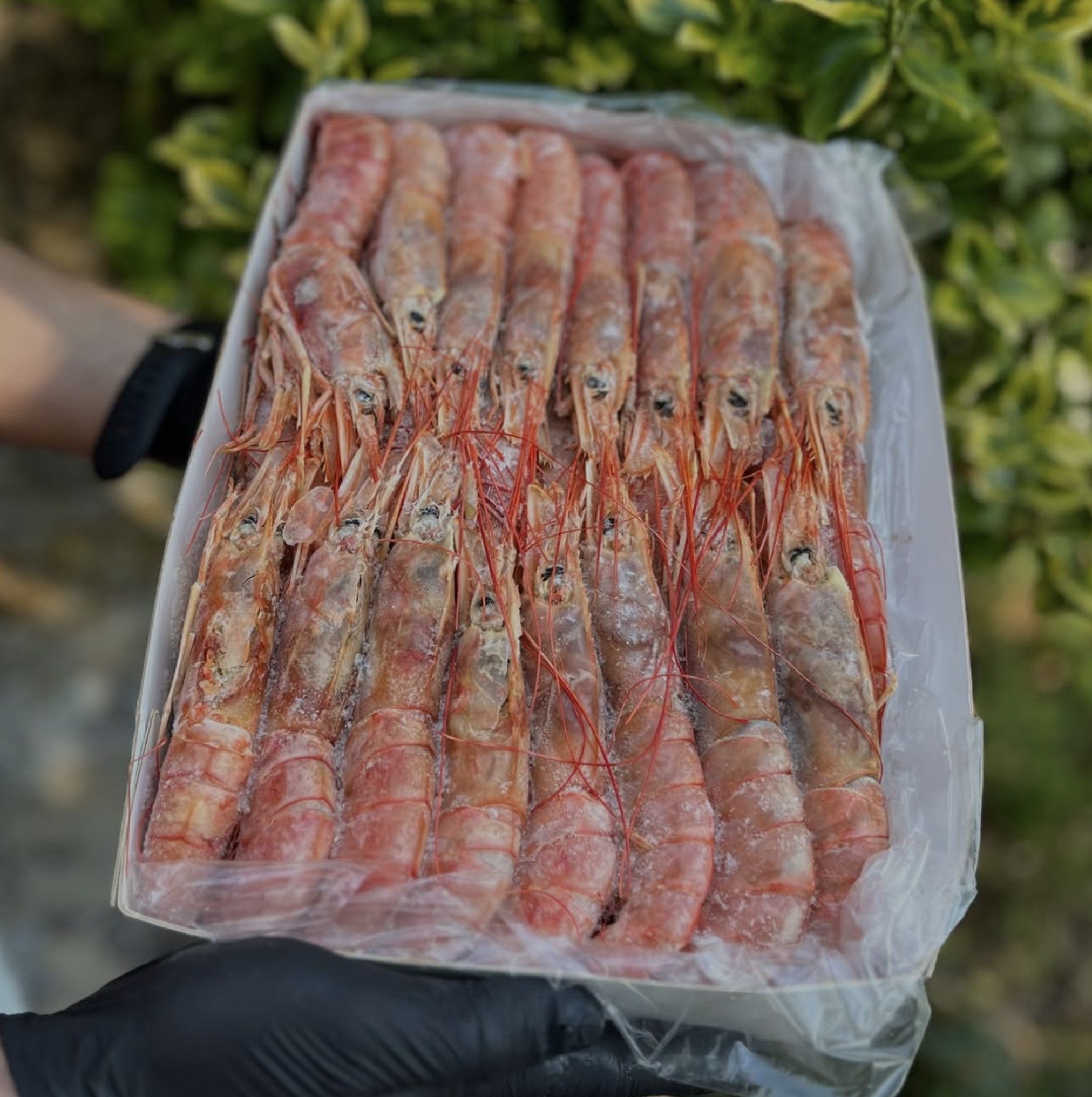 Креветка ЛАНГУСТІНИ - L1(10-20) Головне фото продукту